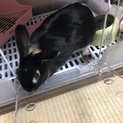 ネザーランドドワーフ