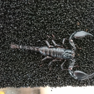 アジアンフォレストスコーピオン(チャグロサソリ)