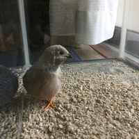 グレイ