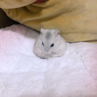 からし