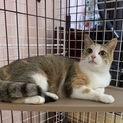 美しい三毛猫♪