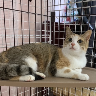 美しい三毛猫♪
