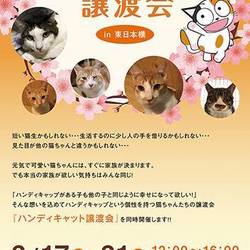 ねこざんまいハンディキャット譲渡会@東日本橋