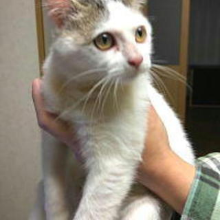 医療面済み・人なつこい可愛いメス子猫