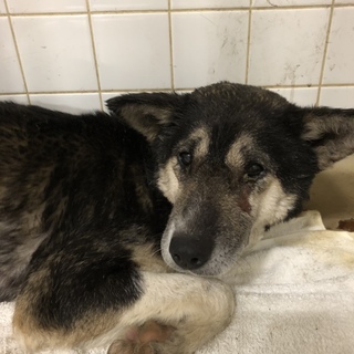 里親決定しました。