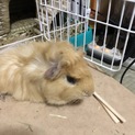 モルモット