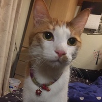 ダニエル