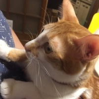 エルバート