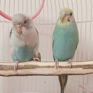 セキセイインコ2羽の里親募集