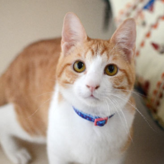 人も猫も大好き！な優しい男の子【エイズキャリア】