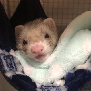 まだ3ヶ月遊び盛りの男の子フェレットです