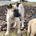 スタイル抜群！シェパード風のイケメン仔犬❣️