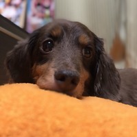 サラ