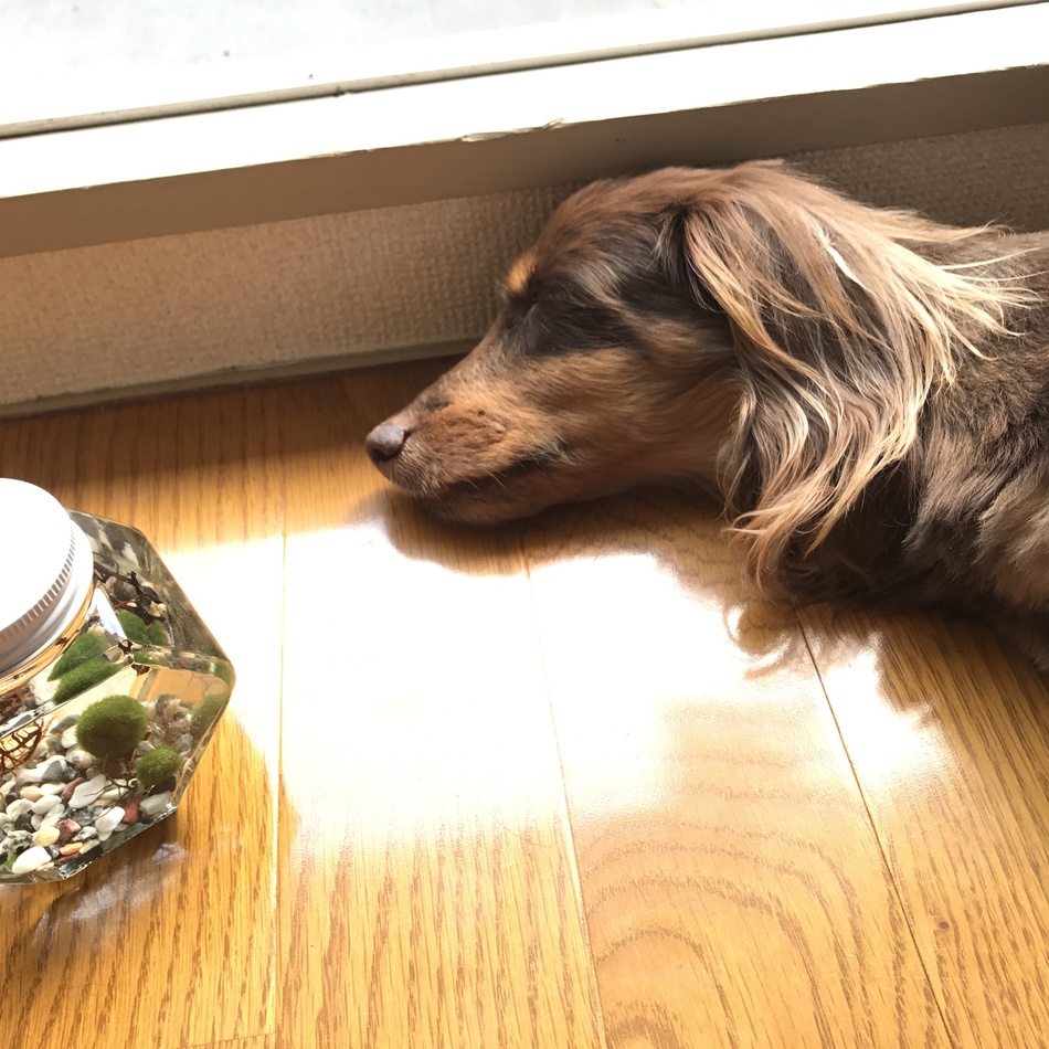 サラのカバー写真