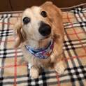 穏やかなダックス老犬です