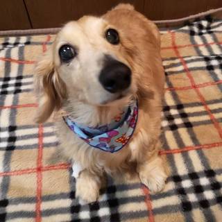 穏やかなダックス老犬です