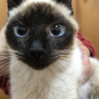 シャムミックスの男の子