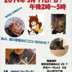 猫の里親会@芦花公園