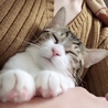 ベルニャンコさん