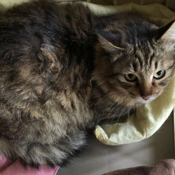 久留米市/長毛みるちゃん