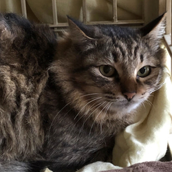 「久留米市/長毛みるちゃん」サムネイル3