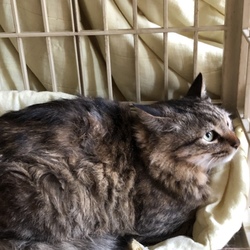 「久留米市/長毛みるちゃん」サムネイル2