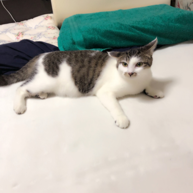 うめゆうのカバー写真