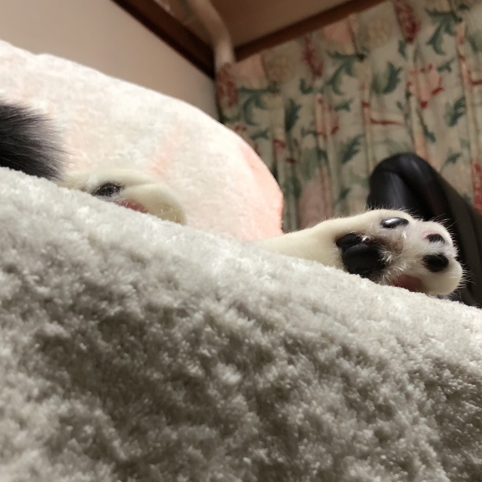 ほしころのカバー写真