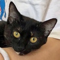 人も猫も大好き穏やかなサビ猫の姫ちゃん