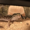 ヒョウモントカゲモドキ