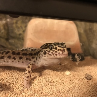 ヒョウモントカゲモドキ