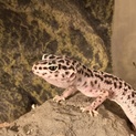 ヒョウモントカゲモドキ
