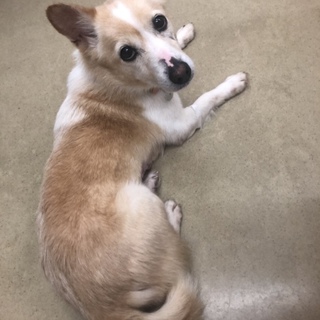穏やか癒し系のねねちゃん