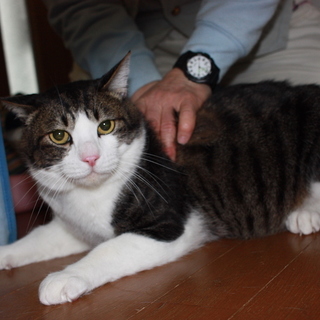 漬物石級！でか猫とら君　去勢済み