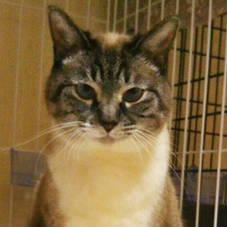 10歳【３/10東銀座猫の譲渡会】くるみちゃん