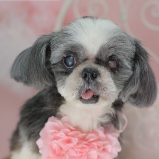 里親さんのお家で幸せに暮らしています。