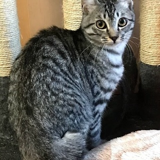 サバトラ♂（4～5か月）里親決定♪