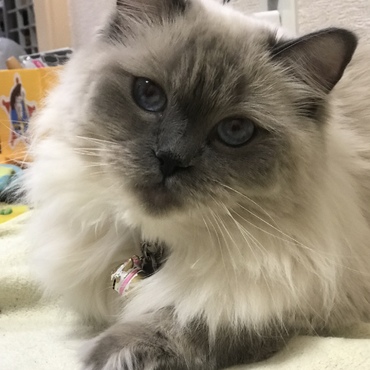 私。お腹空いたの