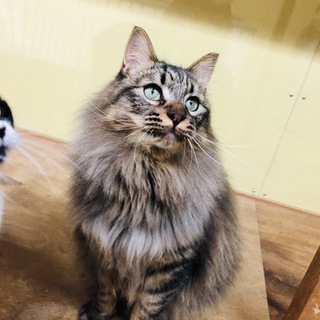 ふわふわ長毛の甘えん坊☆