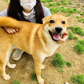 人間も犬も大好きな可愛い子です
