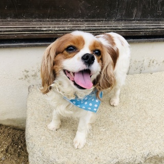 人懐っこいキャバリアくん