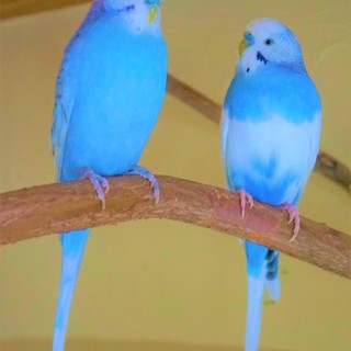 セキセイインコの里親さん募集