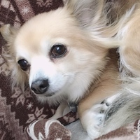 ココ
