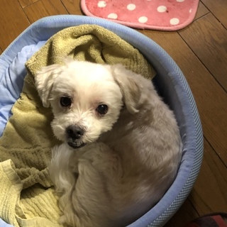 7歳くらいのマルチーズ♂