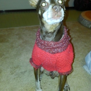 ミニピンです。