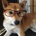 凛々しくて可愛い柴ちゃんの里親さんを募集します