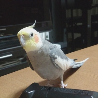 オカメインコの男の子です。