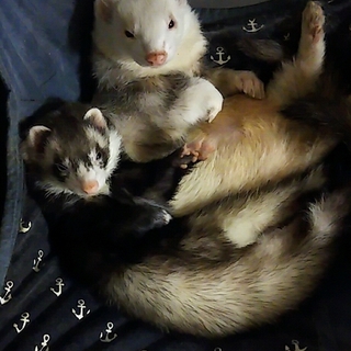 急募！３才のフェレット２匹仲良しです！