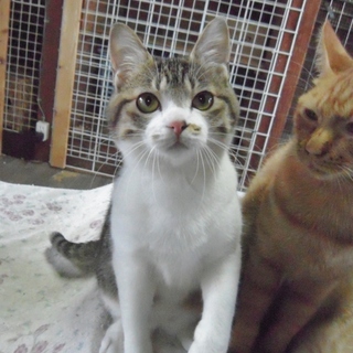 俺様キャラのおんにゃのこ★フワッティー