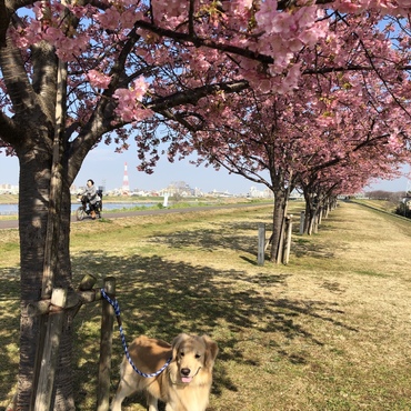 ラッキーと桜見ながら散歩気持ち良いね